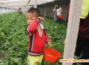 摘草莓--山東壽光商貿城偉才寶貝