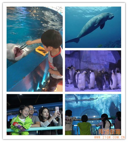 湖北仙桃和合偉才幼兒園:偉才生態主題課程之“遨游海洋世界•探索自然奧秘”