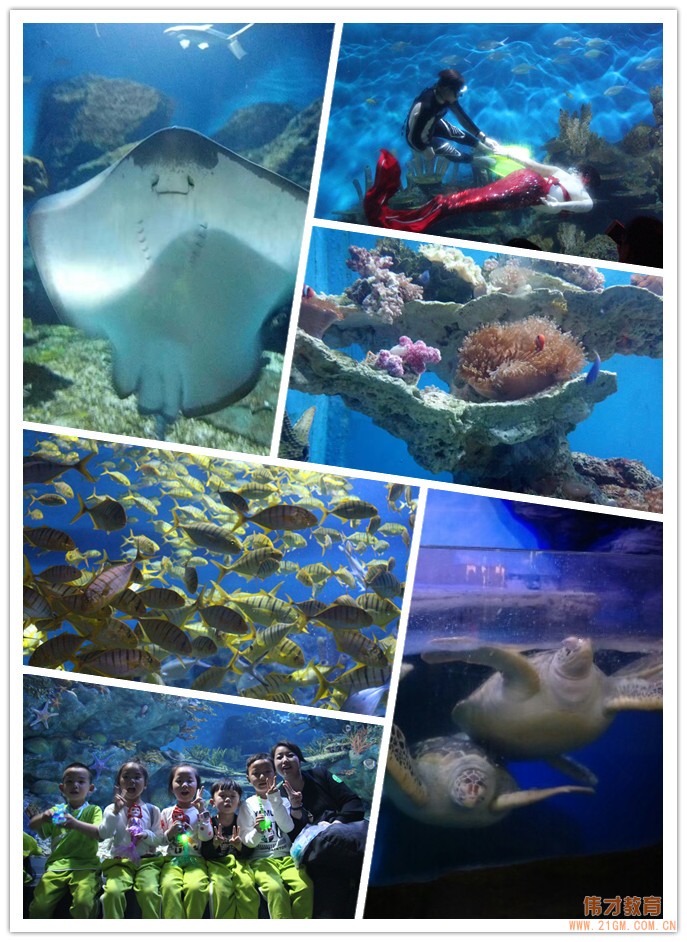 湖北仙桃和合偉才幼兒園:偉才生態主題課程之“遨游海洋世界•探索自然奧秘”