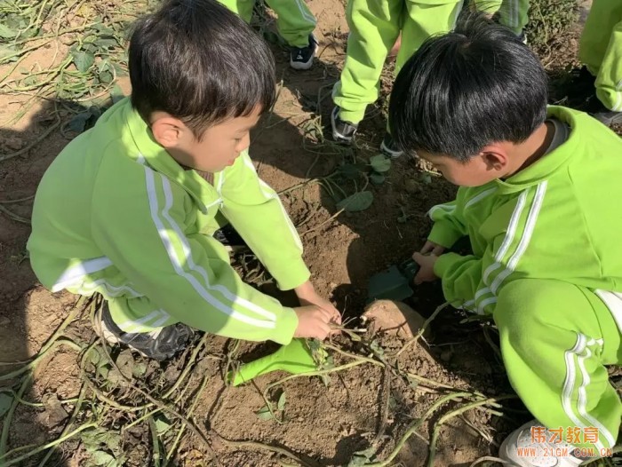 平頂山藍灣翠園偉才幼兒園生態大課堂:耕道田園,探索秋天的奧秘