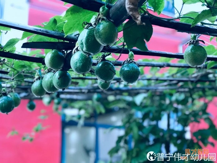 偉才生態課程：秋收冬藏，生根發芽丨廣東普寧市偉才幼兒園