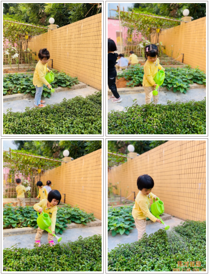 偉才生態課程：秋收冬藏，生根發芽丨廣東普寧市偉才幼兒園