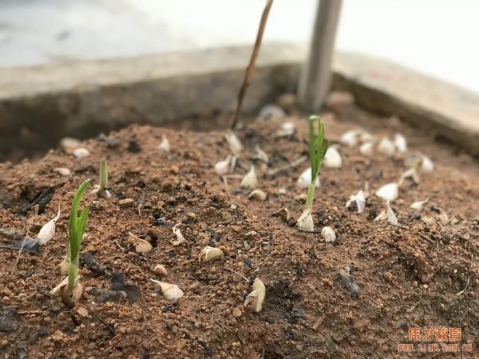 偉才生態課程：秋收冬藏，生根發芽丨廣東普寧市偉才幼兒園