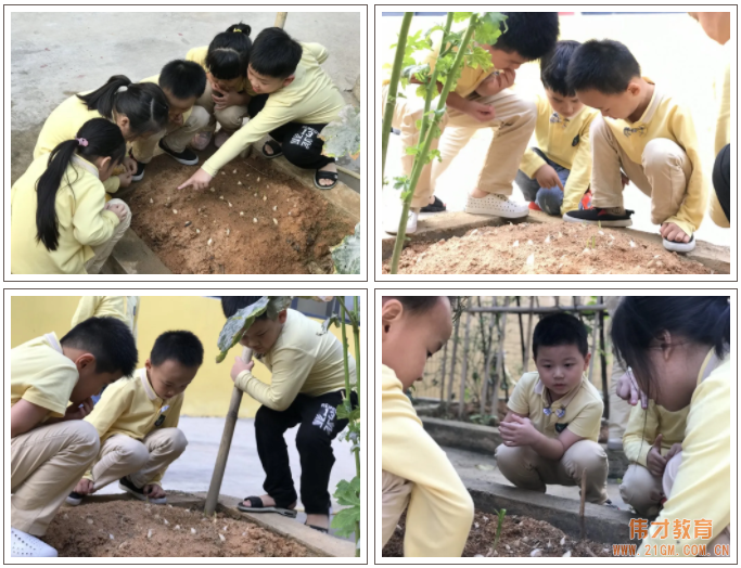 偉才生態課程：秋收冬藏，生根發芽丨廣東普寧市偉才幼兒園