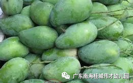 偉才課程丨從“芒果”開始的課程故事——廣東佛山南海桂城偉才幼兒園