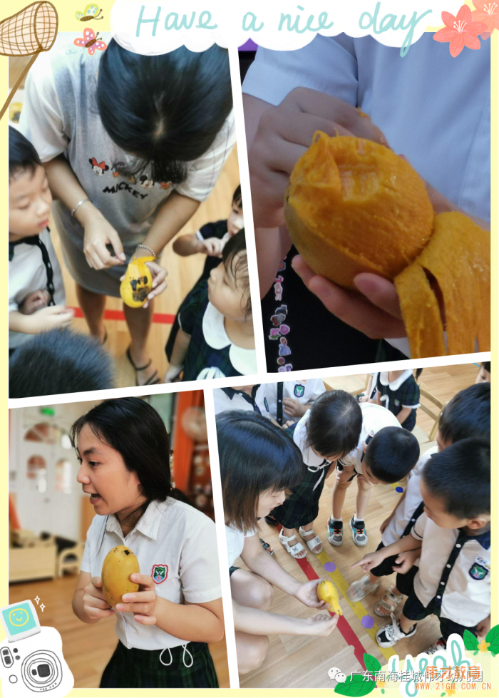 偉才課程丨從“芒果”開始的課程故事——廣東佛山南海桂城偉才幼兒園